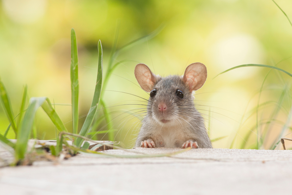بروتين خاص يطيل عمر الفئران بنسبة 23٪ ونظرية تقول "الأمر نفسه ممكن للبشر"