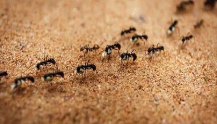 كم نملة تعيش على سطح الأرض؟ دراسة تجيب