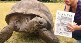 «سانت هيلينا» تحتفل بأكبر السلاحف سناً في العالم