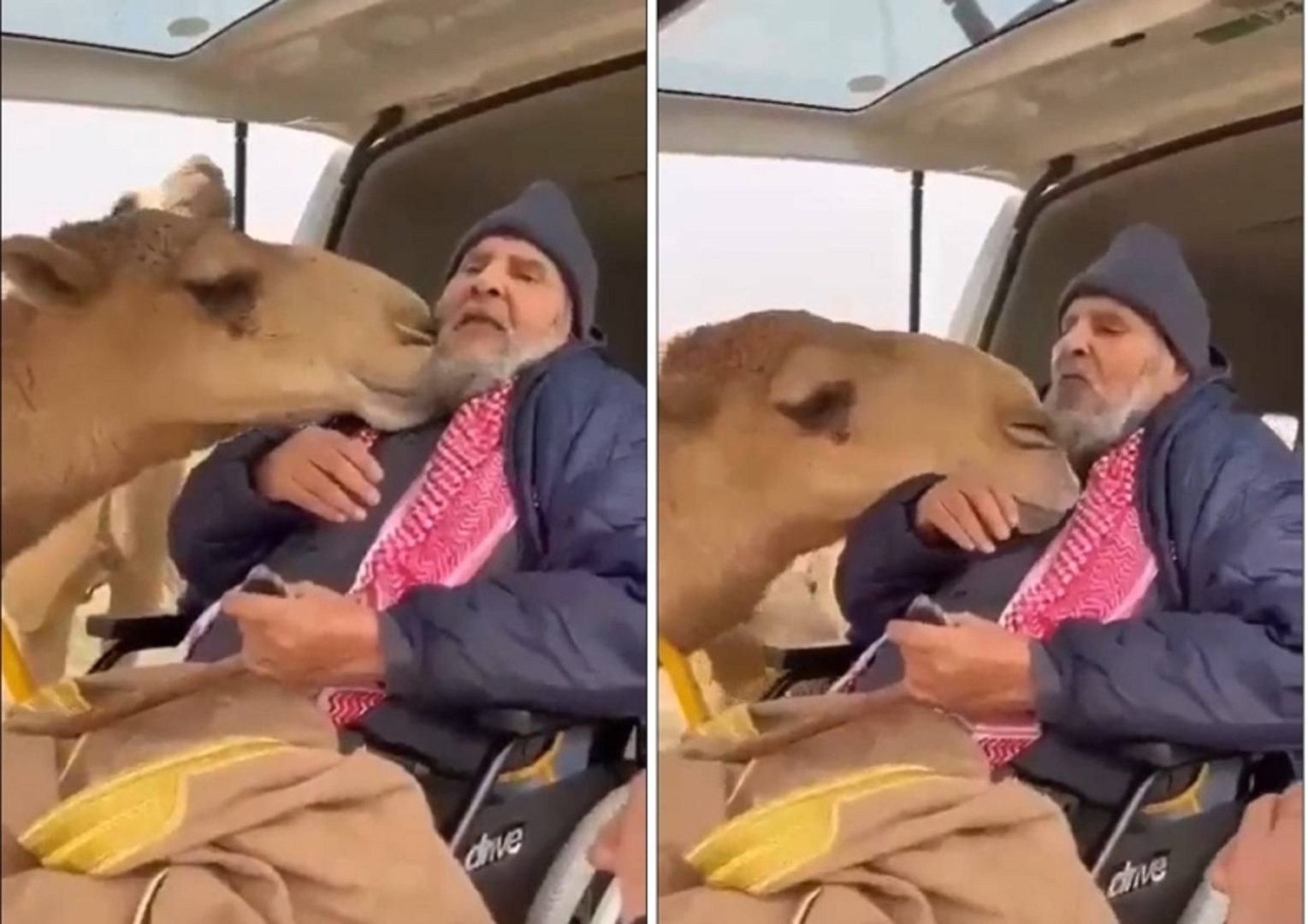 بالفيديو.. ردة فعل ناقة رأت صاحبها بعد غيابه عنها بسبب مرضه