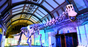 هيكل عظمي لأكبر الديناصورات يُعرض في لندن