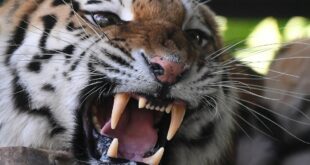 النمور الجائعة تهاجم المناطق السكنية في أقصى شرق روسيا وقرار بمنع صيد الخنازير البرية