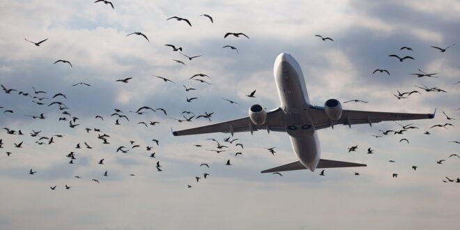سرب من الطيور يهاجم طائرة