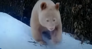 عدسات الكاميرا توثق ظهور الباندا البيضاء النادرة في الطبيعة! (فيديو)