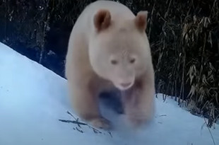 عدسات الكاميرا توثق ظهور الباندا البيضاء النادرة في الطبيعة! (فيديو)