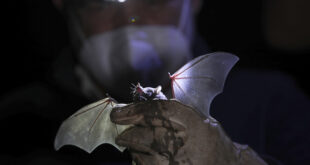 اكتشاف مجموعة من فيروسات كورونا الجديدة في الخفافيش (أرشيف)