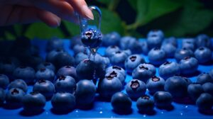 Blueberry 376c