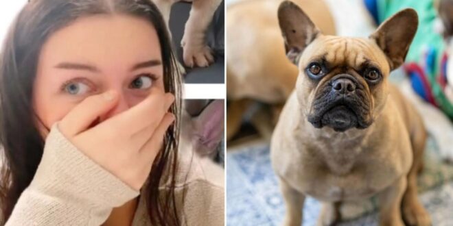 اشترت كلبا فرنسيا أصيلا عبر الإنترنت بألف دولار.. فكانت النتيجة كارثية (فيديو)
