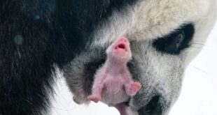 لأول مرة في روسيا.. ولادة شبل باندا صيني في حديقة الحيوان بموسكو