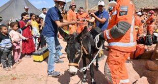 المغرب: حملات بيطرية لإسعاف الحيوانات بالمناطق المتضررة من الزلزال