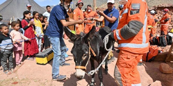 المغرب: حملات بيطرية لإسعاف الحيوانات بالمناطق المتضررة من الزلزال