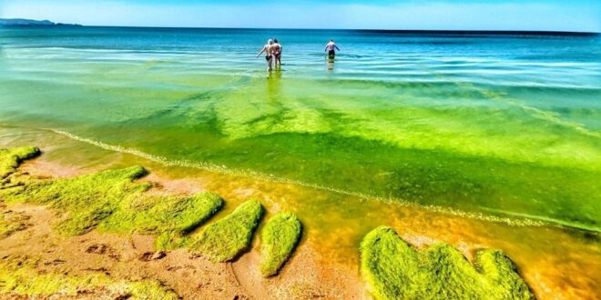 البحر في منتجع أنابا الروسي يزهر بلون الطحالب