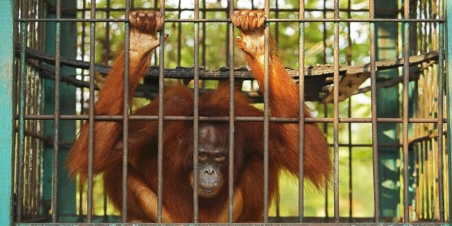 إندونيسيا.. إنقاذ أنثى إنسان الغاب من العبودية الجنسية
