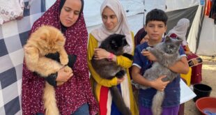 3 قطط تمنح الأطفال النازحين في غزة نفحة سعادة