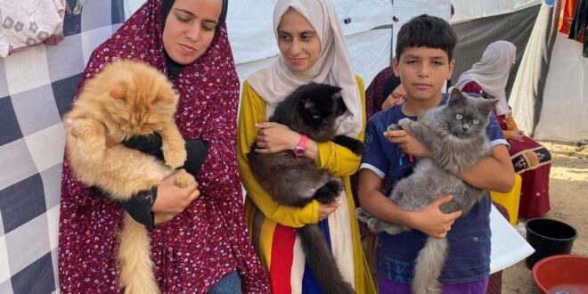 3 قطط تمنح الأطفال النازحين في غزة نفحة سعادة