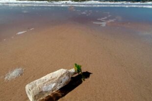شواطئ الولايات المتحدة الجنوبية تعج بقطع أثرية