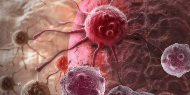 دراسة علمية تكشف آليات تأثير الخلايا السرطانية في الأنسجة السليمة المجاورة