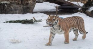 نمر يقتل رجلا تقفى أثره أقصى شرق روسيا