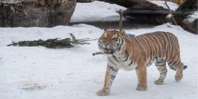 نمر يقتل رجلا تقفى أثره أقصى شرق روسيا