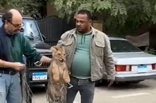 مصر.. سكان حي بالقاهرة يعثرون على شبل أسد هارب في إحدى المنازل (فيديو)