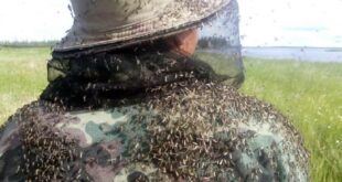 البعوض يغزو منطقة ريازان الروسية (فيديو)