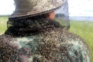 البعوض يغزو منطقة ريازان الروسية (فيديو)