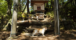 عددهم يفوق سكانها.. ضريح يكرم القطط في جزيرة يابانية شهيرة (صور)