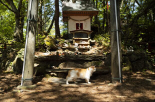 عددهم يفوق سكانها.. ضريح يكرم القطط في جزيرة يابانية شهيرة (صور)